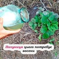 Осіннє підживлення полуниці. Закладаємо фундамент для майбутнього врожаю