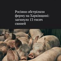 Російські війська обстріляли аграрне підприємство на Харківщині, де мешкали 15 тисяч свиней — загинуло 13 тисяч тварин, 8 із 10 свинарників повністю вигоріли.