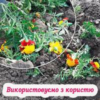Не спішіть викидати чорнобривці, вони можуть принести ще багато користі на городі
