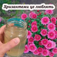 Щоб хризантеми пишно квітнули до зими, полийте їх цим розчином
