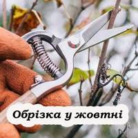 Осіння обрізка дерев: коли, що і як обрізати, щоб сад радував урожаєм