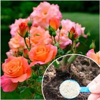 Щоб троянди добре перезимували, їх потрібно підживити цим добривом в середині жовтня