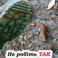 Чому не варто розчавлювати слимаків. Метод, який точно не поможе позбутися їх