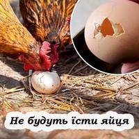 Чому кури клюють яйця, та що робити, щоб цього не відбувалося