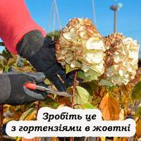 Підготовка гортензій до зими: догляд, обрізка, укриття