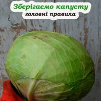 Як правильно зберігати капусту, щоб довго лежала та не гнила