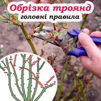 5 головних правил обрізки троянд у жовтні. Зробіть все правильно щоб гарно квітнули