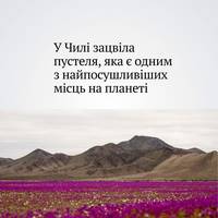 Чилійська пустеля, яка є одним з найпосушливіших місць на планеті, покрилася фіолетовим квітковим килимом.