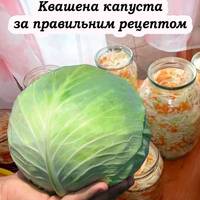 Хрумка, соковита та смачна квашена капуста. Рецепт, який хвалять усі господині