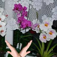 Чому підвіконня не краще місце для тримання орхідеї, та де її краще поставити