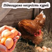 Чим потрібно годувати курей, щоб краще неслися. 5 важливих порад