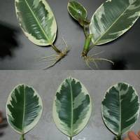 Цілих два робочих способи розмножити фікус. Ще більше красивих рослин в домі