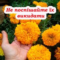 Не поспішайте викидати чорнобривці після цвітіння. Ці квіти можуть принести ще багато користі
