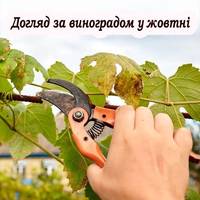 6 важливих справ, які потрібно зробити з виноградником у жовтні