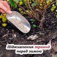 Перед зимою, підгодуйте троянди цим засобом, щоб не померзли