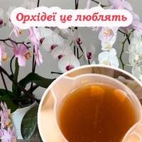 Щоб орхідея почала пишно квітнути, її потрібно регулярно підгодовувати цим добривом