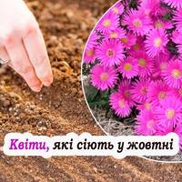Ці квіти завжди потрібно сіяти у жовтні, щоб пишно зацвіли вже ранньою весною
