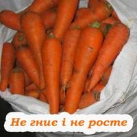 Секрет довгого зберігання моркви. Зимою буде як тільки з грядки