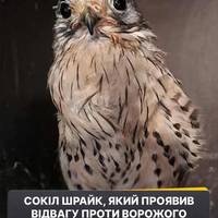 😭🦉Пернатий потужний воїн - сокіл Шрайк, влітку побачивши російський дрон, спробував атакувати його, однак внаслідок зіткнення отримав важке поранення.