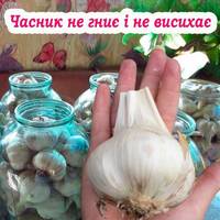 Так зберігають часник усі досвідчені господині. Не гниє і не висихає