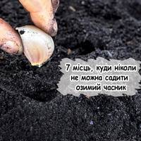 Не допускайте цих помилок під час посадки озимого часнику, щоб не залишитись без врожаю