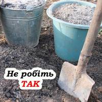 Неправильне використання золи: які рослини не варто підживлювати нею, щоб не зашкодити