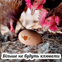 Чому кури клюють яйця, та як вирішити цю проблему. Поради досвідчених господарів