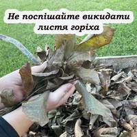 Листя волоського горіха: чому не варто його викидати, та чим воно може допомогти