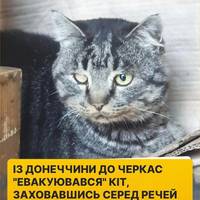 🥹❤У Черкасах волонтери випадково виявили у машині кота, який самостійно 
