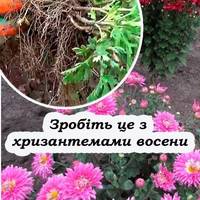 Три кроки до успішної зимівлі хризантем. Що треба зробити восени