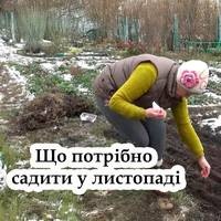 Листопад – час для посадки: що варто посадити восени?