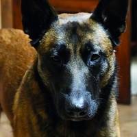 💙 Пес, який відчув смерть: історія бойового Аїда, що врятував свого господаря під “Градами”