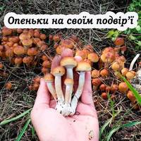 Способи вирощування опеньків в домашніх умовах. І в ліс не треба ходити