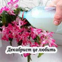 Декабрист буде квітнути всю зиму, якщо на початку листопада правильно його підживити