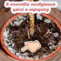 Земля більше не буде покриватися плісняву в горщику з кімнатними рослинами. Дієвий спосіб позбутися її