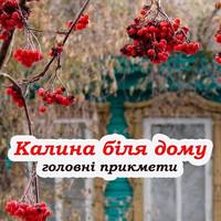 Чому ще наші прадіди завжди садили калину біля дому, та яка від неї користь