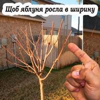Щоб яблуня росла в ширину, а не в висоту, її потрібно правильно обрізати в кінці осені