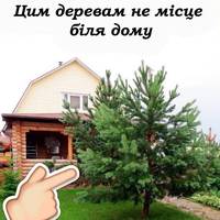 Ніколи не садіть ці три дерева біля свого дому, щоб потім не жаліти