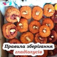 Щоб гладіолуси долежали до весни та не зіпсувалися, їх потрібно правильно зберігати