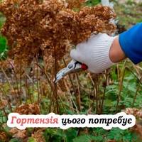 Як правильно обрізати гортензію восени: поради для пишного цвітіння у наступному році