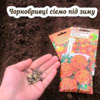 Сіємо чорнобривці в листопаді. Як правильно це робити, щоб були густі та пишні