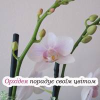 Як правильно доглядати за орхідеєю, щоб вся гілка була засипана дітками