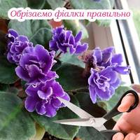 Чому обрізка фіалок так важлива, та як правильно це робити