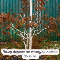 80-річний садівник розповів що значить, якщо дерево не скинуло листя до зими