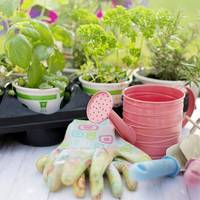 Як правильно визначати вологість ґрунту в горщику, щоб не переливати рослини