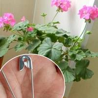 Як за допомогою звичайної шпильки, змусити герань пишно квітнути