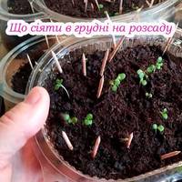 Що сіяти в грудні на розсаду: підготовка до весняного сезону