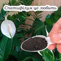 Щоб спатифілум гарно квітнув всю зиму, його потрібно підживити цим засобом на початку грудня
