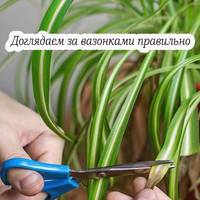 Що робити з листям на кімнатних рослинах, яке посохло. Господині на замітку