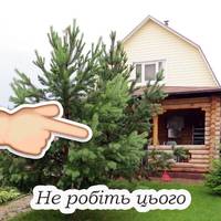 Три дерева, які краще не садити на ділянці, щоб потім не прийшлось викорчовувати